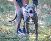 Kingston needs foster home (See Video) - Photo 8
