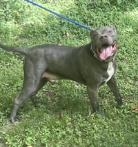 Kingston needs foster home (See Video) - Photo 3