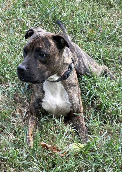 SPUTNIK - American Pit Bull Terrier available for adoption