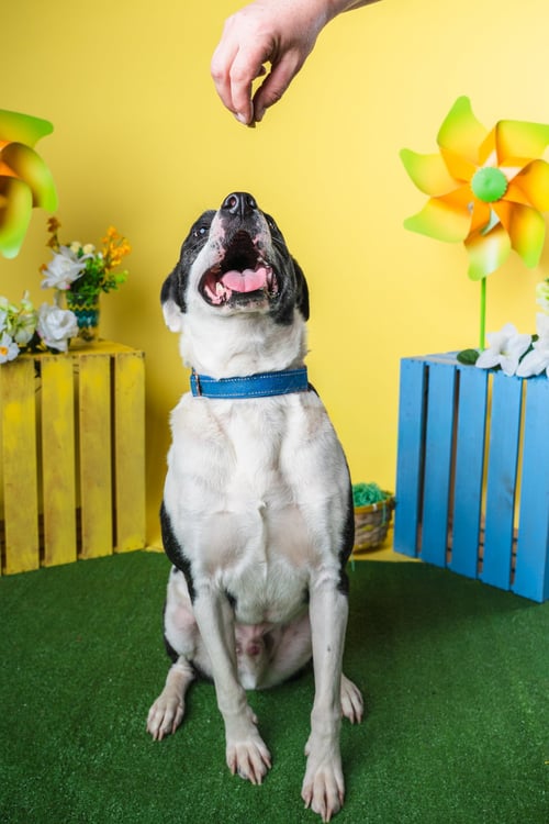BUBBIE - Hound / Terrier available for adoption