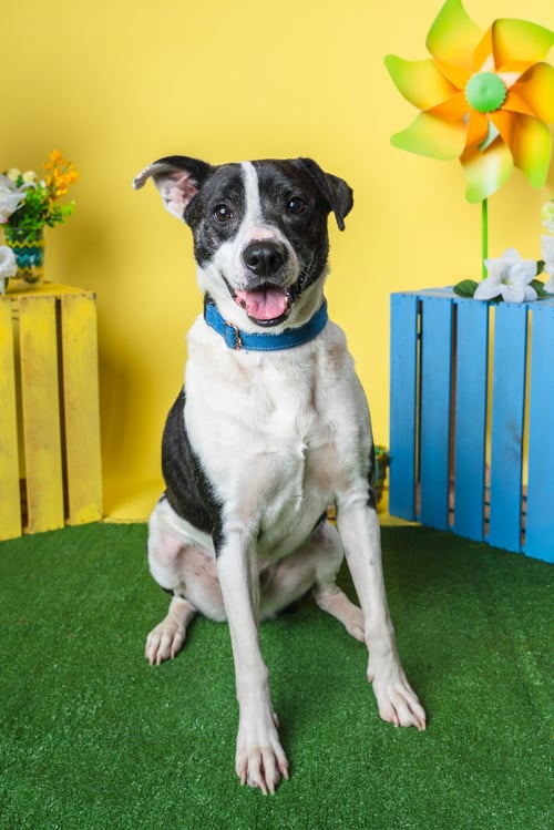 BUBBIE - Hound / Terrier available for adoption