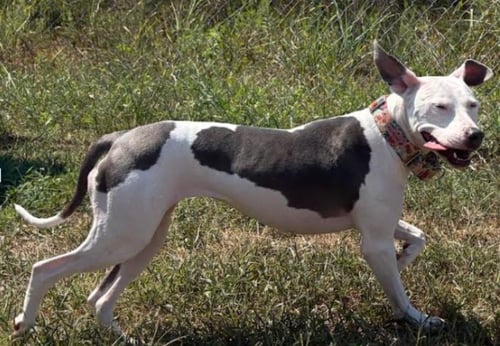 LILY - Pit Bull Terrier available for adoption