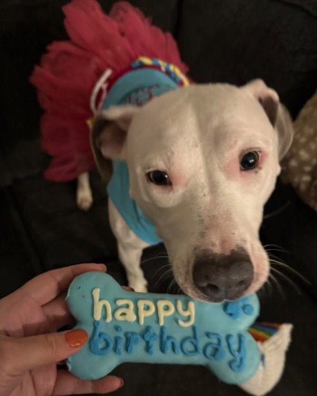 LILY - Pit Bull Terrier available for adoption