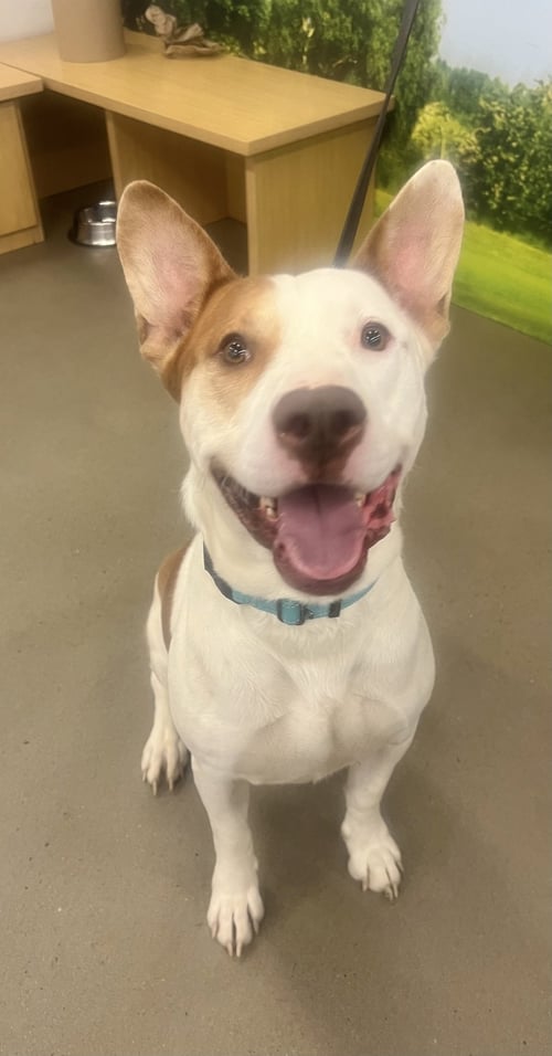OZZY - Staffordshire Bull Terrier available for adoption