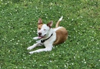 Ozzy - Photo 10