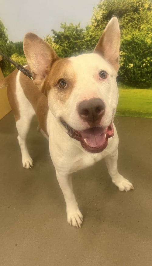 OZZY - Staffordshire Bull Terrier available for adoption