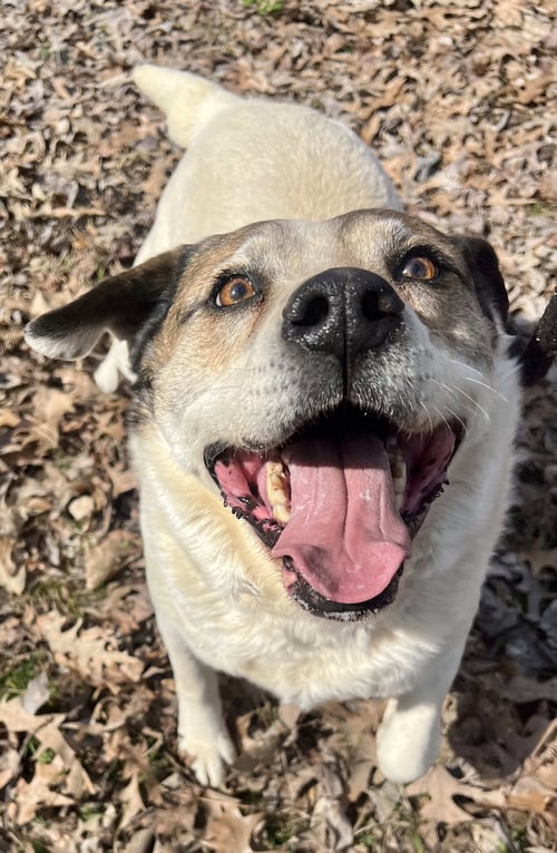 COSMO - Australian Shepherd available for adoption
