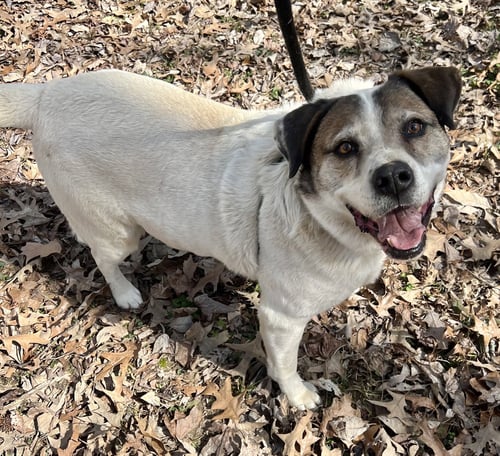 COSMO - Australian Shepherd available for adoption
