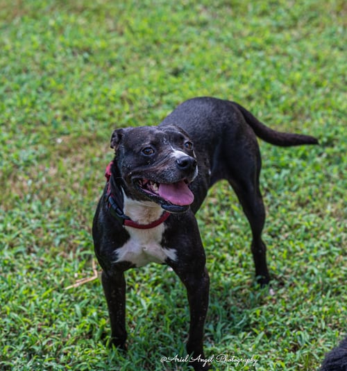 RAVEN - American Staffordshire Terrier / Labrador Retriever available for adoption