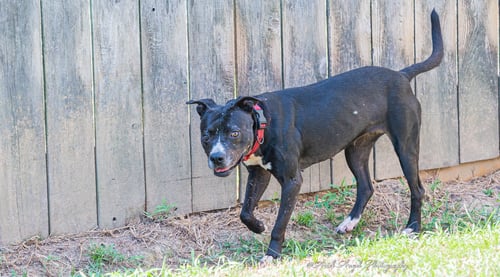 RAVEN - American Staffordshire Terrier / Labrador Retriever available for adoption