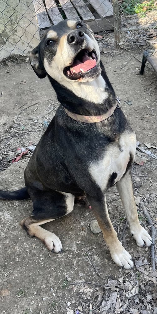 DEBO - Hound / Rottweiler available for adoption
