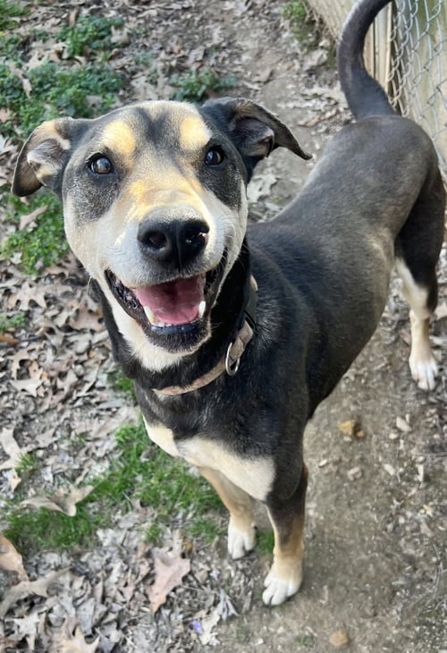 DEBO - Hound / Rottweiler available for adoption