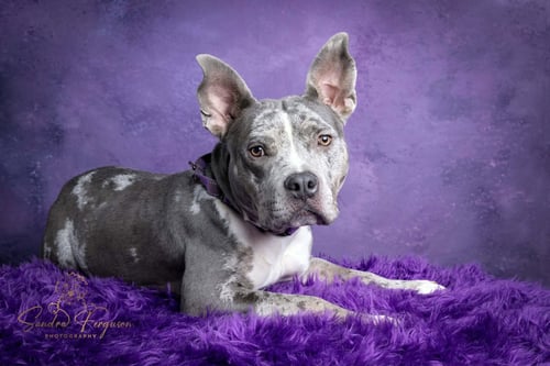 WENDY - Catahoula Leopard Dog / Pit Bull Terrier available for adoption