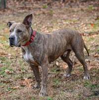 Taz - Photo 11
