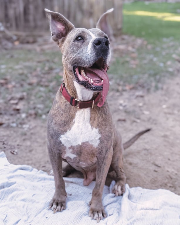 Taz Image