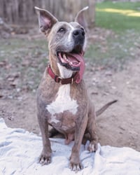 Taz - Photo 1