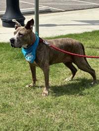 Taz - Photo 3