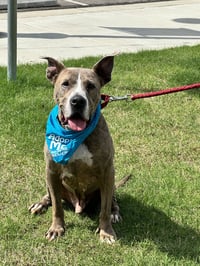 Taz - Photo 14