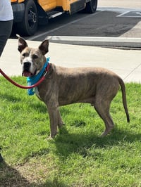 Taz - Photo 15