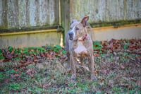 Taz - Photo 10