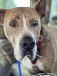 Taz - Photo 8