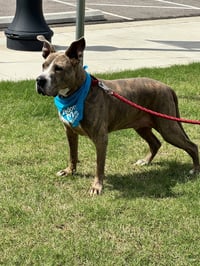 Taz - Photo 7