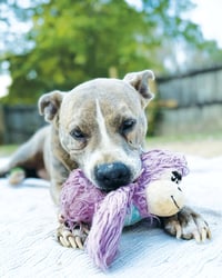 Taz - Photo 5