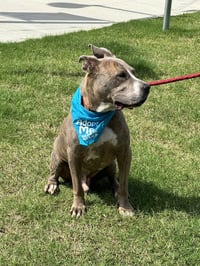 Taz - Photo 9