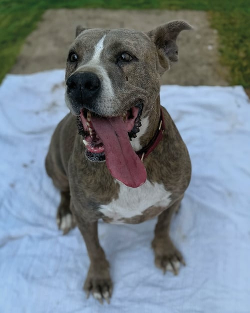 TAZ - Great Dane / Pit Bull Terrier available for adoption