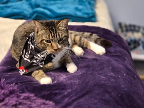 CALVIN MAC - Tabby available for adoption