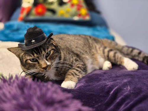 CALVIN MAC - Tabby available for adoption