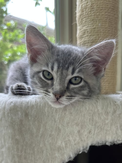 LITTLE WOLF - Tabby / Domestic Short Hair available for adoption