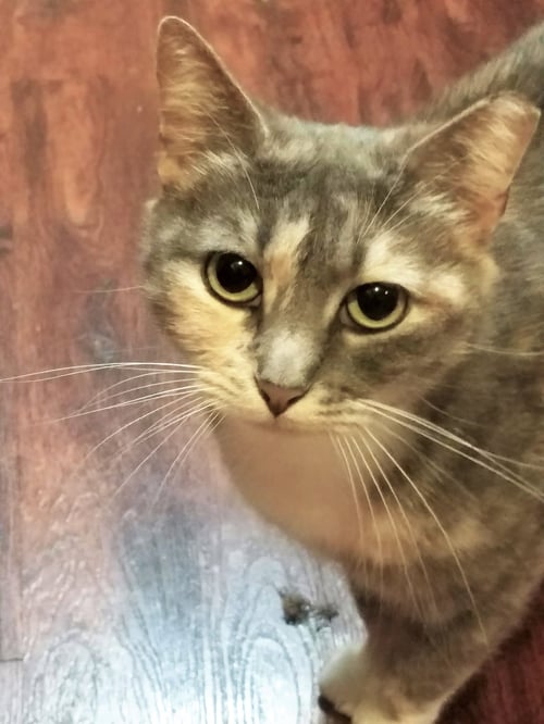 SEPIA - Domestic Short Hair for adoption in McKinney