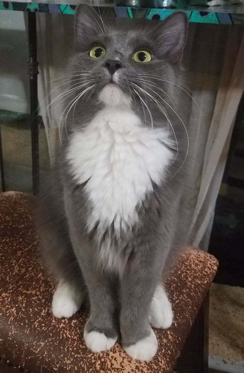 SEBASTIAN - Domestic Medium Hair for adoption in McKinney