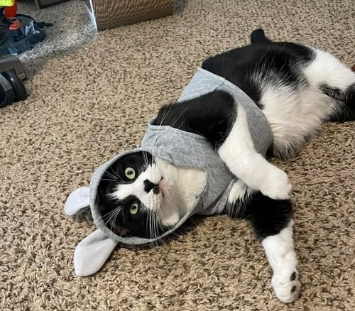 OREO RJ - Domestic Short Hair available for adoption