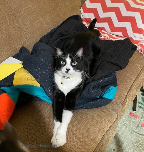 OREO RJ - Domestic Short Hair available for adoption