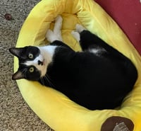 Oreo RJ - Photo 3