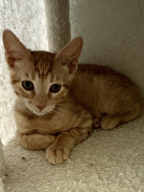 IZOD. - Tabby available for adoption