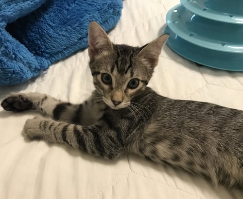 LEMON-PEPPER - Tabby / Domestic Short Hair available for adoption