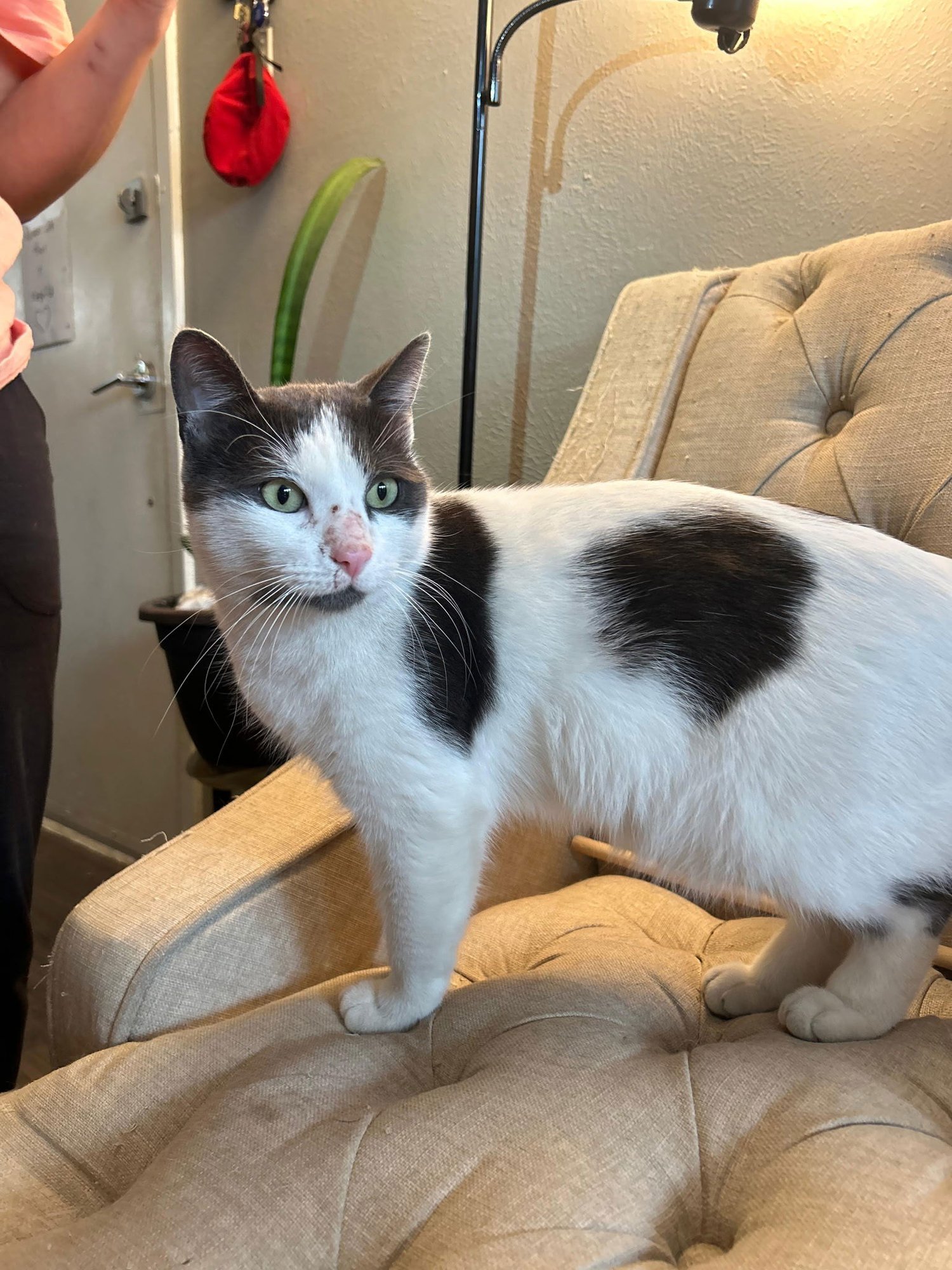 COW - Domestic Short Hair available for adoption