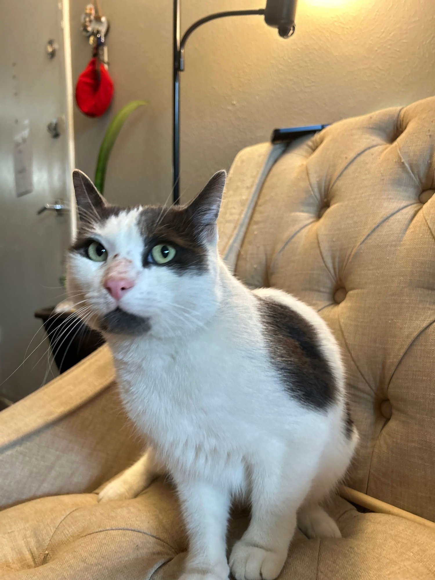 COW - Domestic Short Hair available for adoption