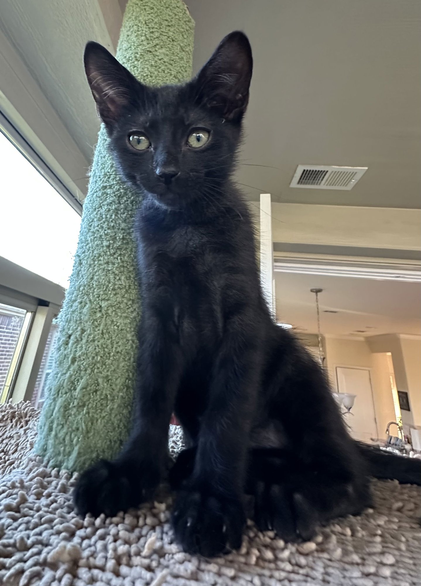 NOODLE - Domestic Short Hair available for adoption