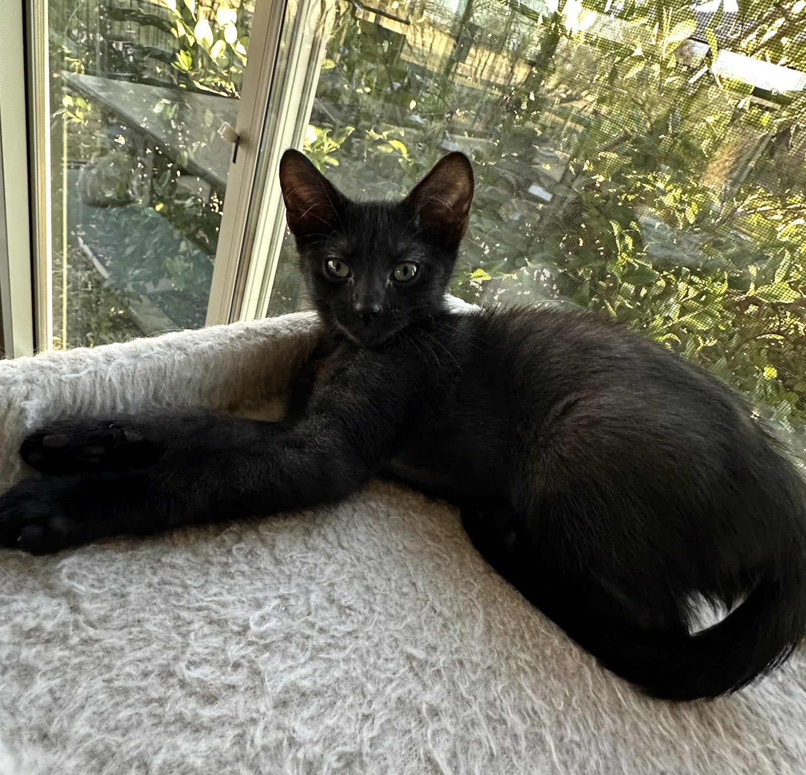 NOODLE - Domestic Short Hair available for adoption