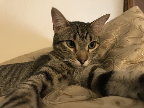 LEVI - Tabby / Domestic Short Hair available for adoption