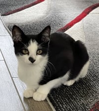 Spot - Photo 1