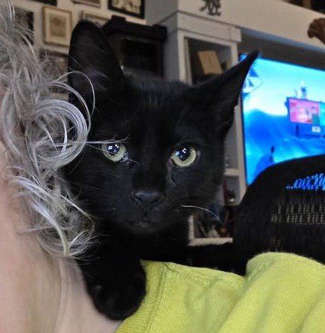 MIA - Domestic Short Hair available for adoption
