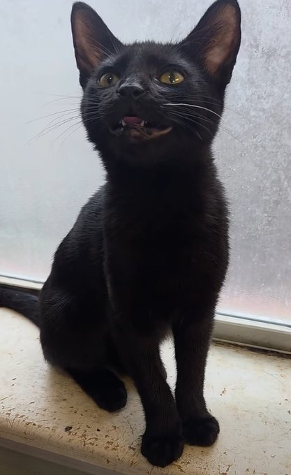 MIA - Domestic Short Hair available for adoption