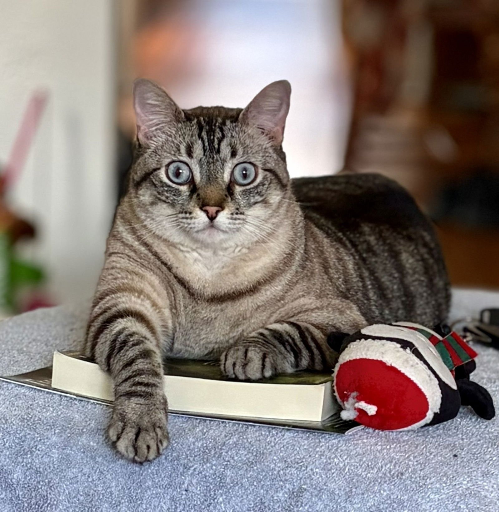 TULLY - Tabby / Siamese available for adoption
