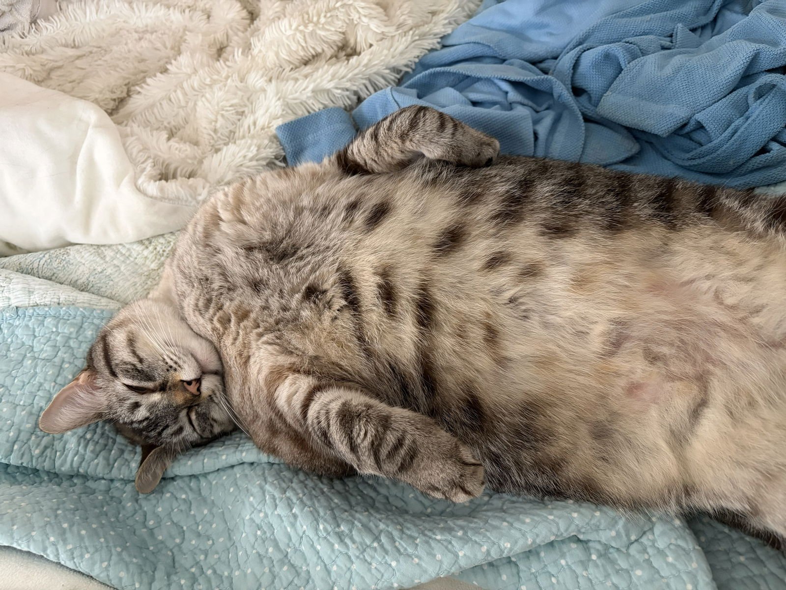 TULLY - Tabby / Siamese available for adoption