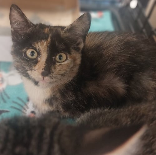 GIZMO - Tortoiseshell available for adoption